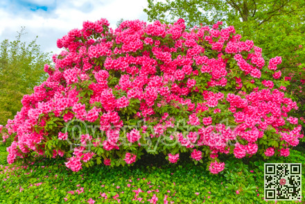 Huge bush of red Rhododendron flowers on green background