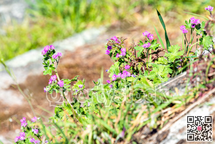 Small lilac flowers blossoming under sun light on steep rocky slope