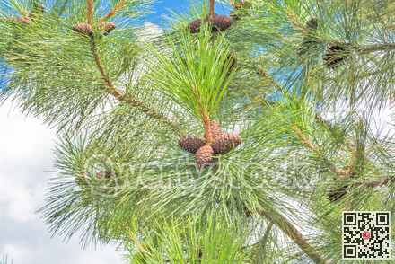 Pine cones on the branch on blue sky background