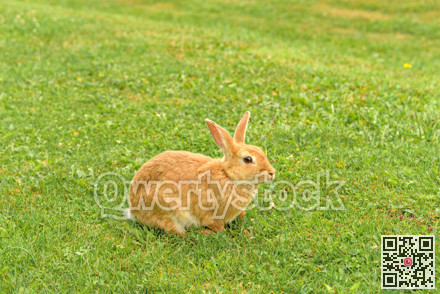 Peach rabbit in a wild on green lawn background