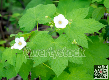 Flowers of blackberry on green leaves background