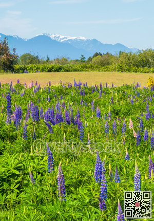 Sundial lupine flowers with mountain landscape and blue sky background