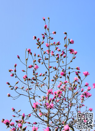 Blossoming pink magnolia tree on blue sky background