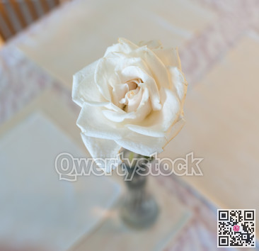 Marcescent white rose on a table. The flower close up image