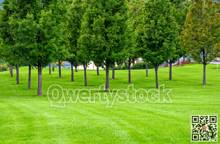 Field of planted trees over green lawn in the park