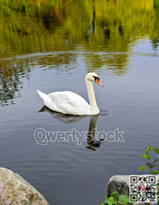 Graceful white swan floating on the lake