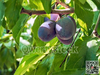 Prune plums on a brench. Ripen blue plums growing among the leaves