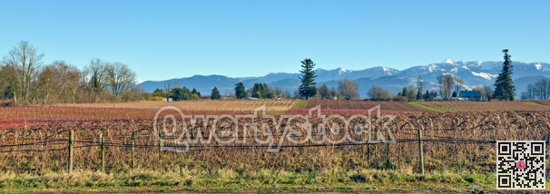 Bluberry farm with mountain view on winter season in the Fraser valley