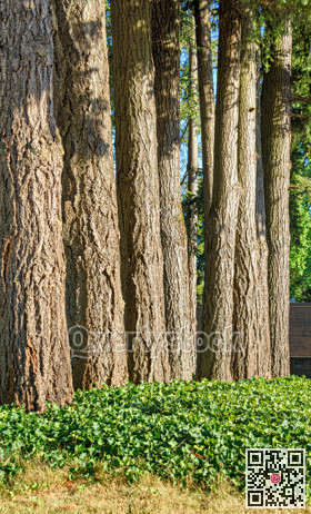 High coniferous tree trunks growing tightly to each other