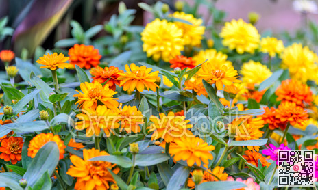Flowers of Zinnia plants of the tribe Heliantheae within the family Asteraceae