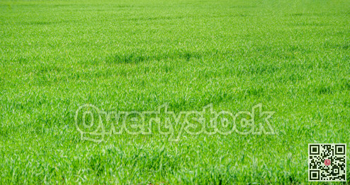 Natural growing green grass texture background field