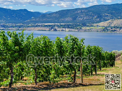 Beautiful overview of Okanagan lake and mountains over the vine yard