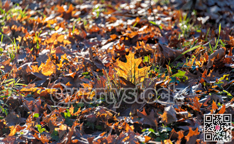 Yellow maple leaf outstand out of the foliage laying on the ground