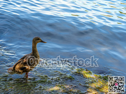 Feathery duck is stepping into the water against a rising tide