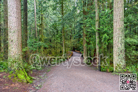 Hiking trail through a forest park on a cool summer day