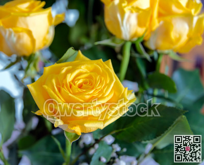 Yellow roses close up macro photo image