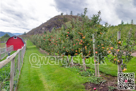 Ripe pink apples among green leaves at an orchard farm field
