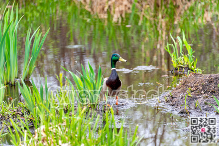 Young green head duck is stepping out of the water