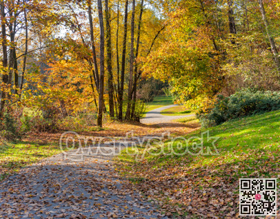 Sunny hike trail among yellow trees in a park