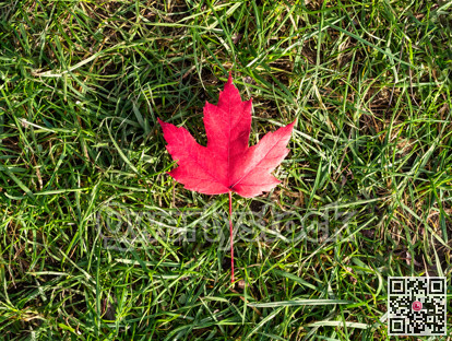 Red maple leaf on green grass background