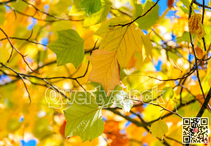 Yellow maple leaves lighted up with sun on autumn season