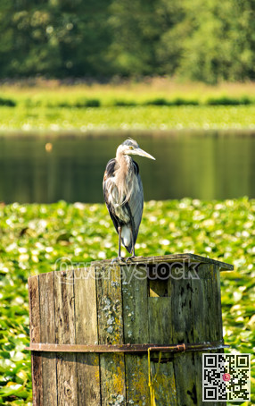 Grey heron on a wooden booth in a nature reservation park