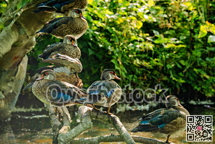 Flock of mallards in wild habitat. Ducks over the creek water