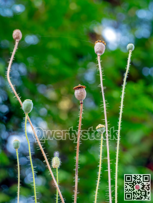 A spider's apartment in high rise poppy capsule