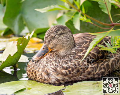 The duck sleeping in the bushes of the pitchers