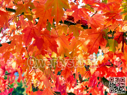 Red maple leaves lighted up with sun on autumn season
