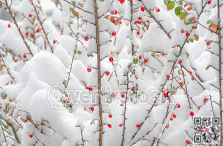 Red berries, green leaves on bush brenches covered with snow