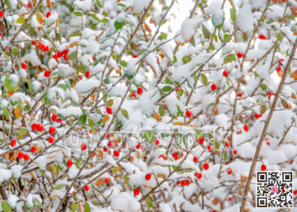 Red berries, green leaves on bush brenches covered with snow