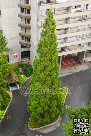 Fragment of high rise building. Cityscape, building with big pine tree in front