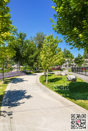 Paved walkway with maple trees in park area of residential community.