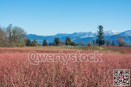 Leafless blueberry plants prepared for winter season.