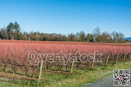 Leafless blueberry plants prepared for winter season.