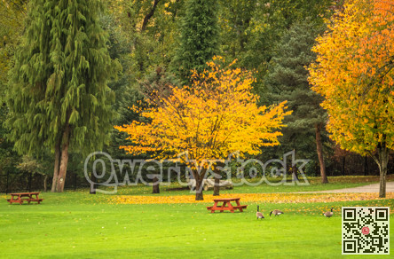 Bright yellow tree in a park on autumn day. Fall season in Canada
