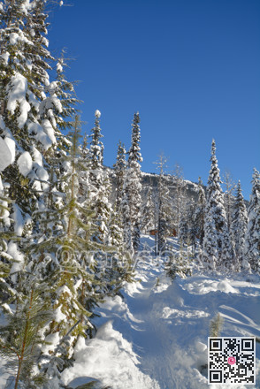 Trees in a snow on a sunny winter day. Winter forest in Manning Park, BC.