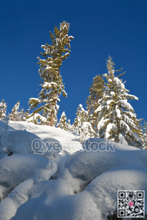 Trees in a snow on a sunny winter day. Winter forest in Manning Park, BC.