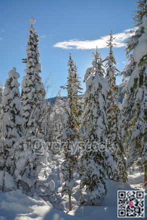 Trees in a snow on a sunny winter day. Winter forest in Manning Park, BC.
