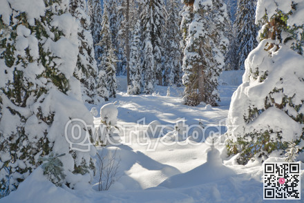 Trees in a snow on a sunny winter day. Winter forest in Manning Park, BC.