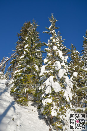 Trees in a snow on a sunny winter day. Winter forest in Manning Park, BC.