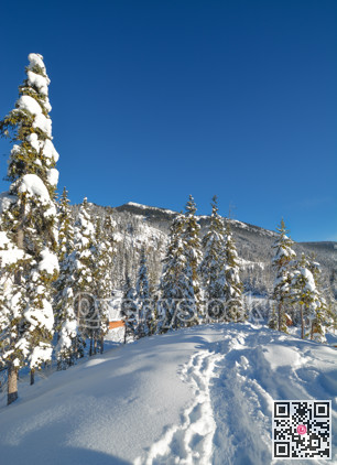 Trees in a snow on a sunny winter day. Winter forest in Manning Park, BC.