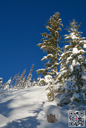 Trees in a snow on a sunny winter day. Winter forest in Manning Park, BC.