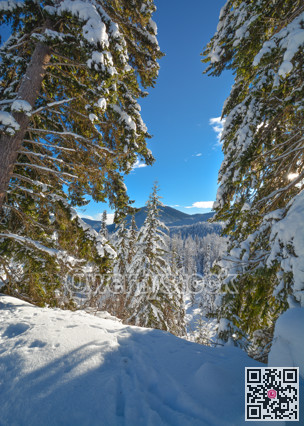 Trees in a snow on a sunny winter day. Winter forest in Manning Park, BC.