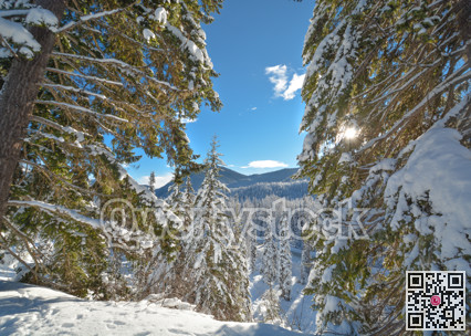 Trees in a snow on a sunny winter day. Winter forest in Manning Park, BC.