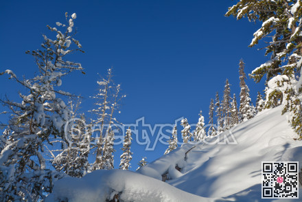 Trees in a snow on a sunny winter day. Winter forest in Manning Park, BC.
