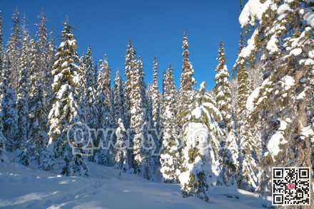 Trees in a snow on a sunny winter day. Winter forest in Manning Park, BC.