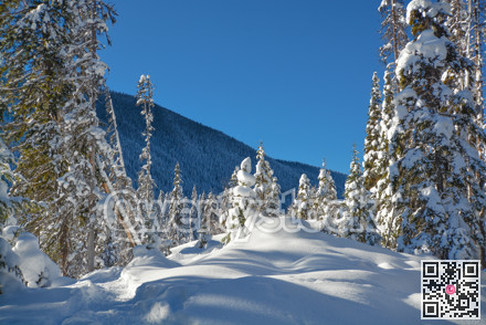 Trees in a snow on a sunny winter day. Winter forest in Manning Park, BC.