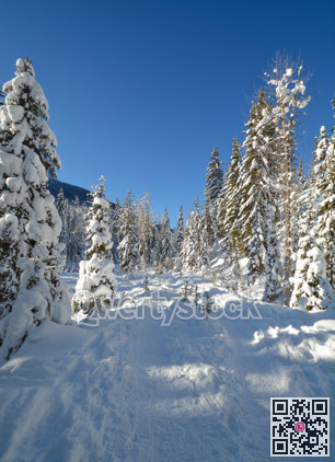 Trees in a snow on a sunny winter day. Winter forest in Manning Park, BC.